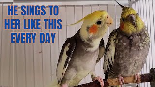 Cockatiel Bird Song training Best Cockatiel Bird Songs Cockatiel bird songs in nature Parrot [upl. by Areic201]