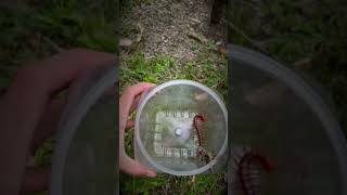 i Caught a Big RED CENTIPEDE at my house  🐛 shorts [upl. by Thorndike366]