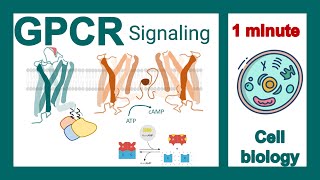 GPCR signaling explained in 1 minute  GPCR signaling pathway  cell bio in 1 minute [upl. by Esorlatsyrc]