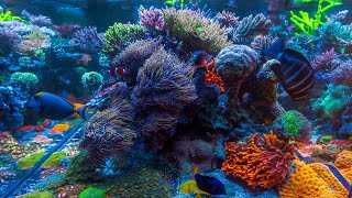 Daynes 400 Gallon Reef  2024 Update [upl. by Punak]