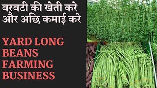 Yard Long Bean Farming Business  Beans Farming Information Detailed Guide [upl. by Elcin191]