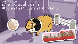 StarCacahouette 30 sorties jouets et stimulation du cochon dInde [upl. by Shoifet241]