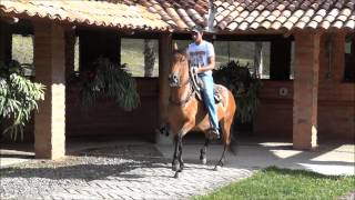 Gaita del Viento [upl. by Ener836]