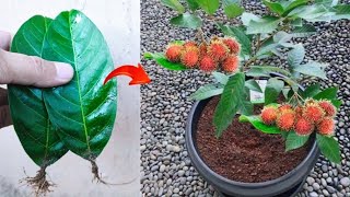 New skills Growing a rambutan trees from rambutan fruit in pot [upl. by Gabriella]