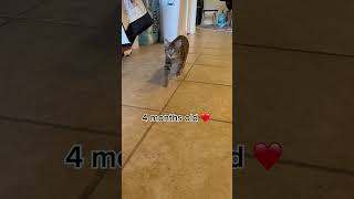 Plumpo still has the same galloping style 3 months later ❤️ fosterkittens cutekitten [upl. by Nimajneb]