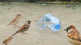 Water bottle bird trap। পাখি ধরার সহজ উপায়। পাখি ধরার সহজ উপায় বোতল দিয়ে। easy Bird Trap [upl. by Rediah471]