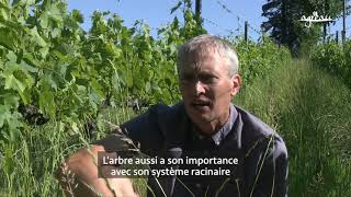 Vigne amp Agroécologie Viticulture en agroécologie les viticulteurs Agr’eau témoignent 🍇 [upl. by Cullie710]