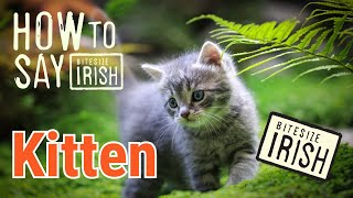 How to say Kitten in Irish bitesizeirish [upl. by Alled]