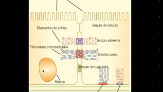 Junções celulares  Resumo [upl. by Dachi12]