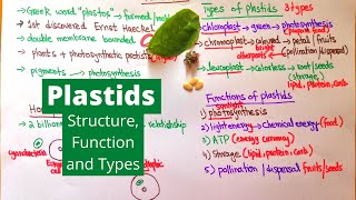 Plastids  Types Functions and Structure  Examples from Daily Life [upl. by Ezarras]