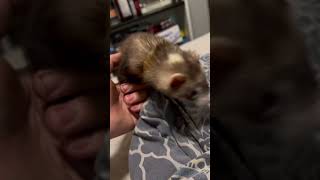 It’s a stinky rat ❤️ ❤️ ❤️ ❤️ ❤️ ❤️ ❤️ pet cute ferret [upl. by Leasa]