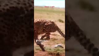 the cheetah 🐆 vs feeta [upl. by Perla]