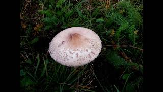 Macrolepiota mastoidea [upl. by Mundt]