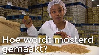 Doen Ze Dat Zo Hoe wordt mosterd gemaakt  Het Klokhuis [upl. by Nessej757]