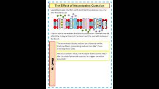 5 mark A Level Biology Question on the effect of neurotoxins on nervous transmission in the heart [upl. by Laurice]