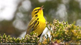 Prairie Warbler Song [upl. by Yedorb]