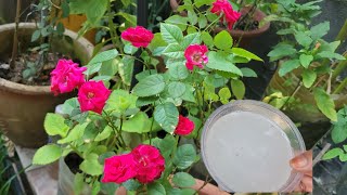 ஒரே வாரத்தில் ரோஜா செடி துளிர்க்க இத பண்ணுங்க  Fertilizer for Rose plant growing Tips [upl. by Flann544]