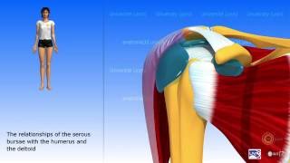 The subdeltoid joint and the serous bursae of the shoulder [upl. by Hugh]