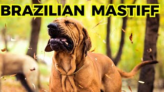 Brazilian Mastiff Fila Brasileiro  Top 10 Interesting Facts [upl. by Racso]