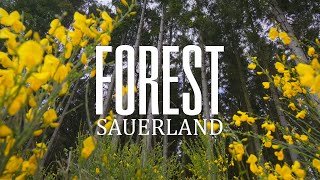 Germany’s Sauerland Altastenberg Forest and the Serenity of Nature [upl. by Repard]