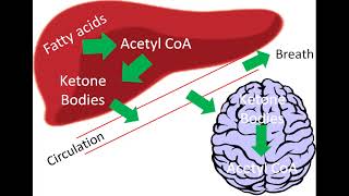 4 Lipids  Ketone bodies  Cholesterol metabolism شرح بالعربي [upl. by Annadal]