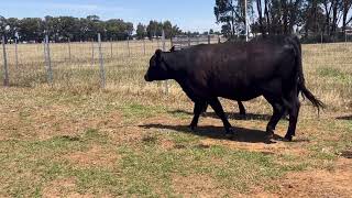 Jaques PTIC Heifers [upl. by Cowles]