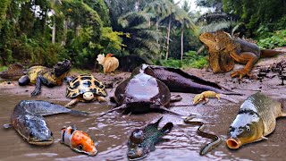 Finding Big Snakehead Fish in the River Jumbo Catfish Eels Goldfish Turtle Iguana Channa Fish [upl. by Erdnua]