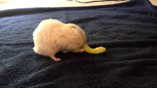 Hamster eating avocado [upl. by Bollinger]