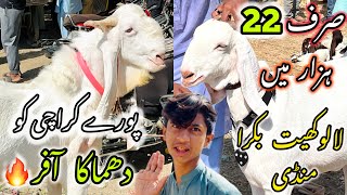 Lalukhet Bakra Mandi Latest Update  10 November 2024  Bakra Mandi Karachi [upl. by Holub]