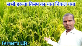 सभी हरूना किस्म का धान निकल गया है।।dailyvlogs padumraninagvlogs dailylifevillagevlogs farming 🙏 [upl. by Fifi]