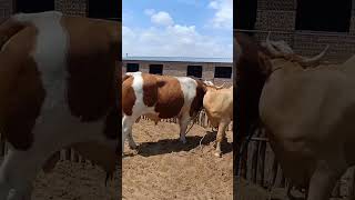 Cattle management Cattle price trend forecast Bull market analysis 453 [upl. by Carena]