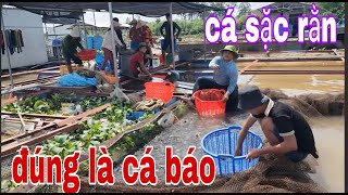 Chị Em Làng Bè Khóc Hết Nước Mắt Khi Xuất Bè Cá Sặc Rằn  SĂN BẮT ĐỒNG THÁP [upl. by Ariada]