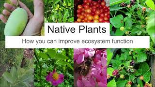 Missouri Native Plants Talk [upl. by Jacy]