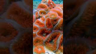 We DISCOVERED a Warty Corallimorph Anemone in RARE Red Variation oceanreef4k coralreef fyp fish [upl. by Vilberg]