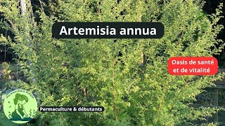 TOUT SAVOIR SUR ARTEMISIA facile amp durable au potager permaculture facile 🌱 [upl. by Stanhope]