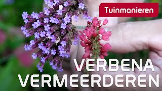 IJzerhard vermeerderen Hoe doe je dat  Tuinieren in de herfst  Tuinmanieren [upl. by Petite74]