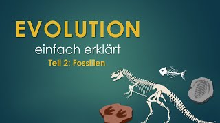 2 Fossilien  EVOLUTION einfach erklärt [upl. by O'Dell]