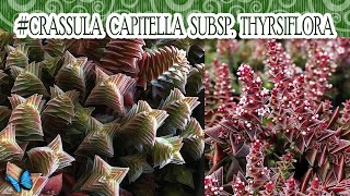 Suculentadodia  Crassula Capitella subsp Thyrsiflora [upl. by Branch]