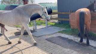 Zaloty koni Małopolskich Ogier Aspan i Krym woj Opolskie [upl. by Kesia]