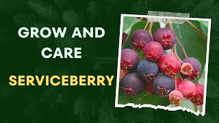 How to Grow and Care for Serviceberry [upl. by Uolymme]