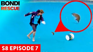 Huge Rat Attacks Bondi Lifeguard  Bondi Rescue Season 8 Episode 7 OFFICIAL UPLOAD [upl. by Love]