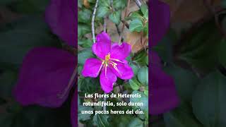 Bellísimas flores las del mantón español o tibouchina rastrera Heterotis rotundifolia [upl. by Enna]