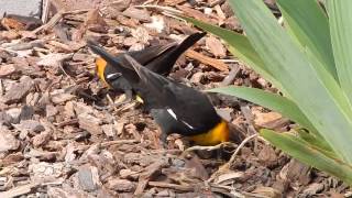 Yellowheaded Blackbirds doublescratching [upl. by Mcclish412]