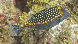 Facts About Boxfish [upl. by Gordy]