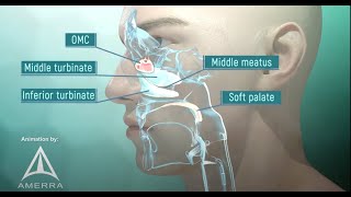 Tour of the Nasal Passage  3D animation [upl. by Lattonia]