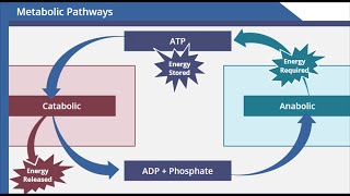 Metabolic Pathways [upl. by Okihsoy]