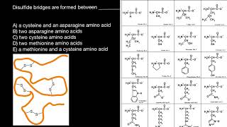 Disulfide bridges [upl. by Eyeleen]