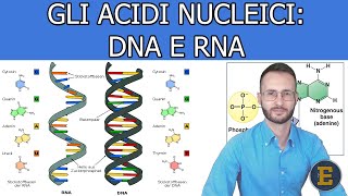 005 Gli acidi nucleici DNA e RNA livello base [upl. by Neve245]