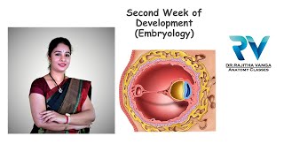 Second Week of Development General Embryology by Dr Rajitha Vanga [upl. by Jung973]