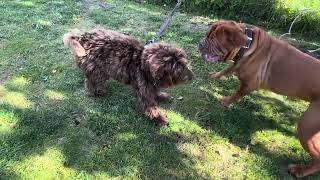 Dogue de Bordeaux  Kine and Albert are very happy to see each other🥰😁😁 [upl. by Tybi]